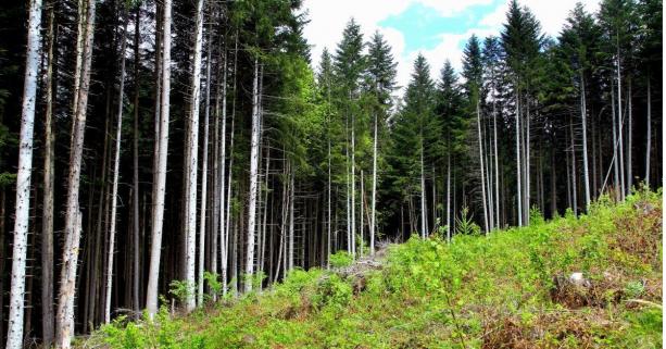 На реалізацію програми розвитку лісового господарства Львівщини скерували 2 мільйони гривень