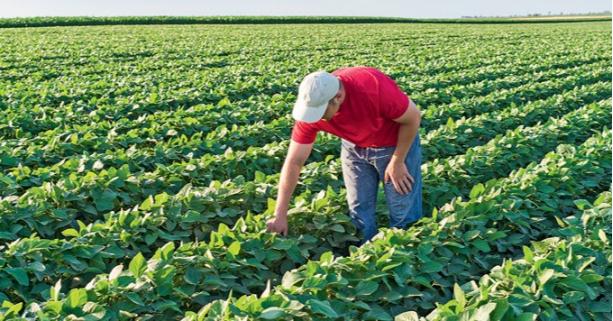 Законопроєкт про зміни до закону про органічну продукцію прийняли у першому читанні