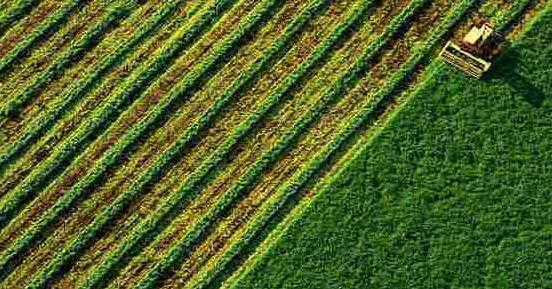 За 30 днів роботи ринку землі площа проданих ділянок склала понад 5 тисяч гектарів