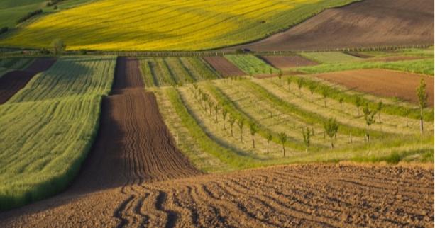До уваги аграріїв: 17 та 19 серпня відбудеться земельний аукціон з продажу прав оренди ділянок землі