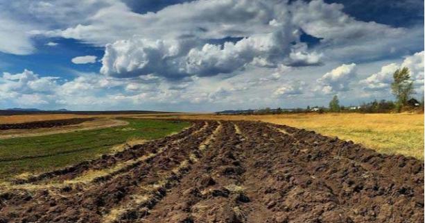 Ринок землі: від початку липня на Львівщині зареєстрували 102 земельні угоди