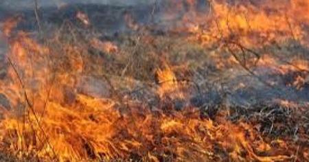 В Держекоінспекції розповіли, коли дозволено спалювати траву