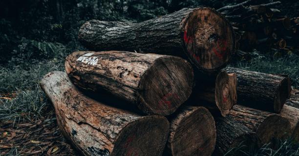 Депутати підтримали законопроєкт про ринок деревини