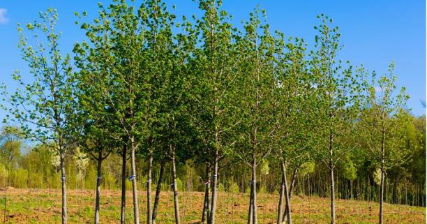 На Львівщині висадили 2,7 млн дерев у межах Програми Президента «Зелена країна»