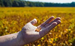 Компенсація 15% вартості насіння сої: проєкт Асоціації «Дунайська Соя» продовжив термін подачі заявок на участь