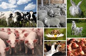 Гуманне поводження з тваринами по-європейськи: що зміниться з 2026 року і кому потрібен державний сертифікат