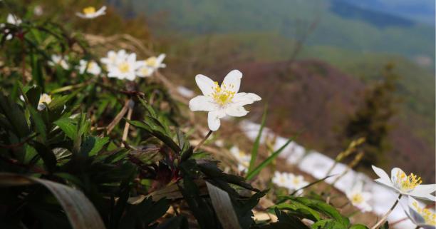 Охочих запрошують на прогулянку Національним природним парком «Сколівські Бескиди»