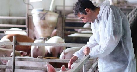 На Львівщині функціонує 5 суб’єктів племінної справи у свинарстві: перелік та геолокації