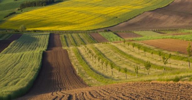 17 червня – аукціон з продажу прав оренди земельних ділянок під сільське господарство