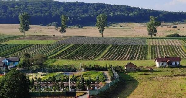 «Казкові поля» із тисячами лавандових кущів: поблизу Львова відкриють нову туристичну локацію