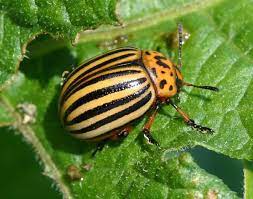 Розселення та яйцекладка імаго колорадського жука на посадках картоплі