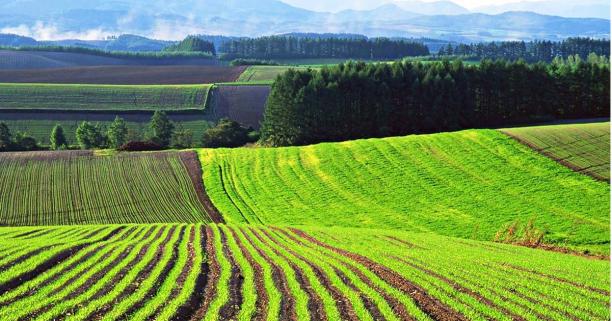 До уваги аграріїв: 2 серпня відбудеться земельний аукціон з продажу прав оренди 16 земельних ділянок