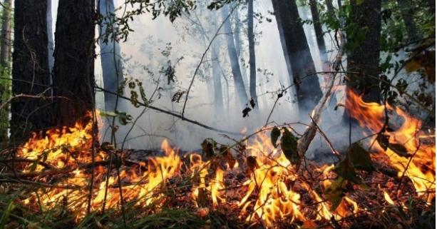 Жителів Львівщини попереджають про надзвичайний ризик пожежної небезпеки на території області