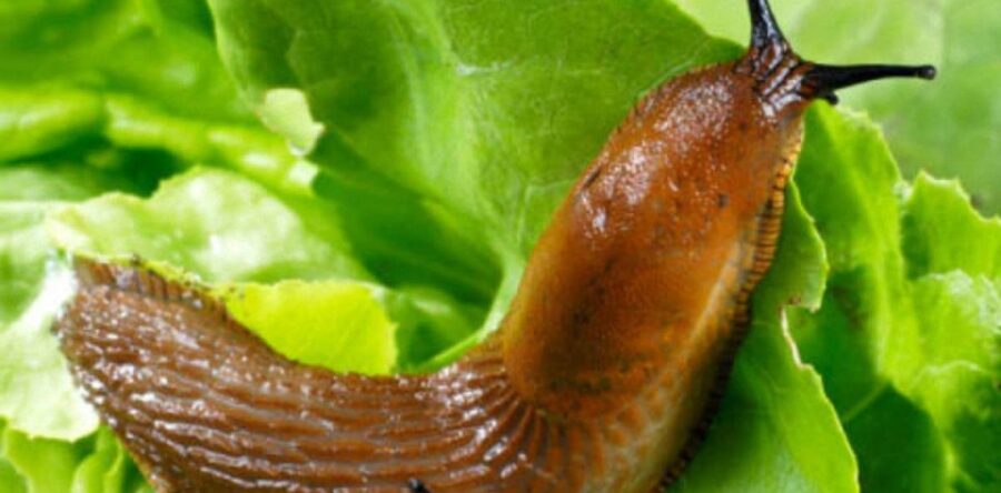 Слимаки. Як з ними боротися.