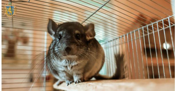 Обласний екоцентр запрошує на День відкритих дверей