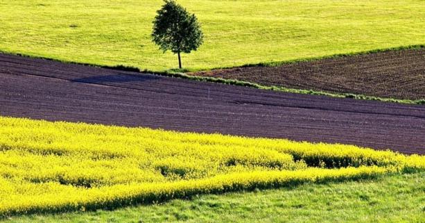 До уваги аграріїв: 5 жовтня відбудеться земельний аукціон з продажу прав оренди