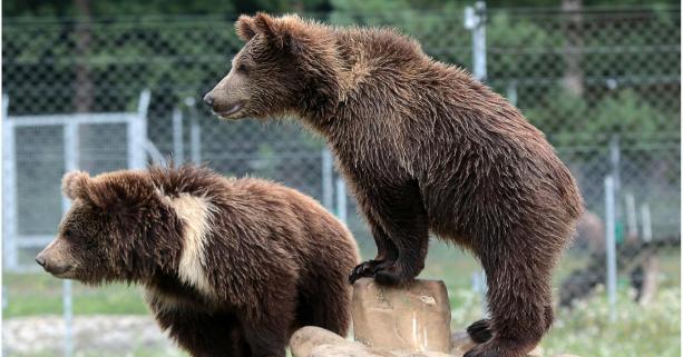 «Захід сонця в Домажирі»: ведмежий притулок запрошує на ексклюзивну екскурсію