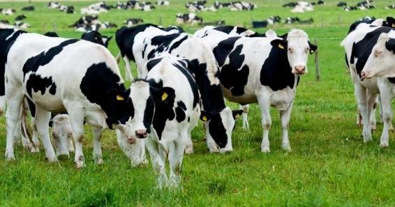 Фермерам виплатили 9,6 млн грн державної підтримки за утримання корів