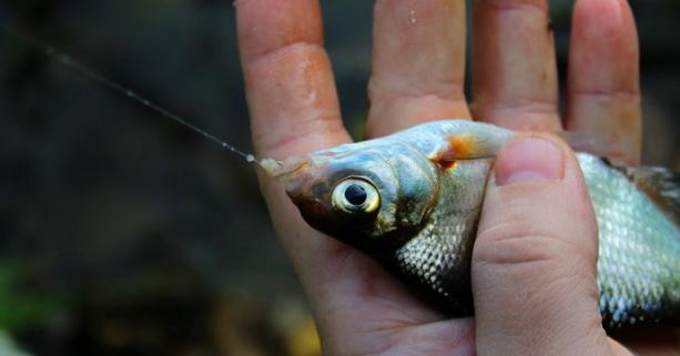 З 1 листопада на Львівщині встановили заборону на вилов риби у зимувальних ямах
