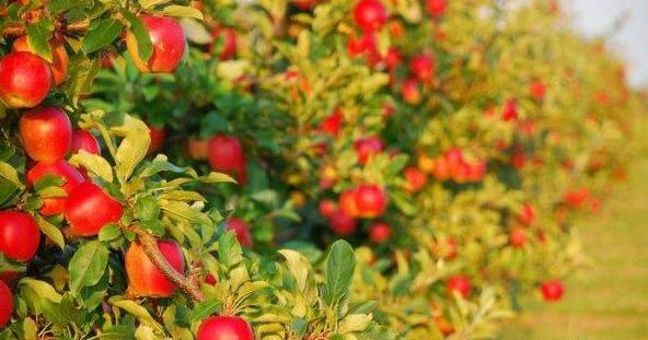 На 2022 рік питання підтримки садівництва є в пріоритеті для Мінагрополітики, – Роман Лещенко