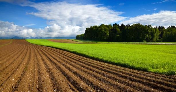 До уваги аграріїв: відбудеться аукціон з продажу прав оренди ділянок землі