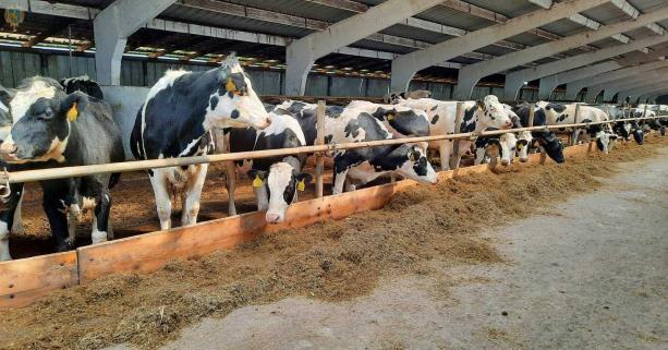 Для покращення генетичного потенціалу тварин виробникам Львівщини спрямували понад 30 млн гривень