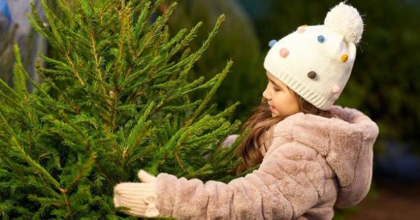 В області визначили місця продажу ялинок: перелік оновлюється