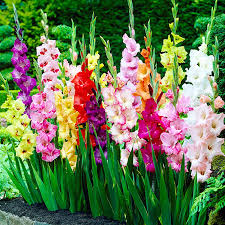 На вихідних в Ботанічному саду відбудеться виставка гладіолусів