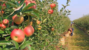 До уваги виробників галузі овочівництва та садівництва!
