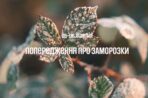 Попередження про заморозки
